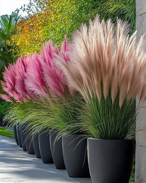 rozowa-trawa-pampasowa-cortaderia-sadzonka-xl-idealna-na-zywoplot-wysokosc-sadzonki-10-cm