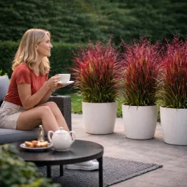 proso-rozgowe-kupferhirse-purpurowy-akcent-w-ogrodzie-mrozoodporne-w-pelni