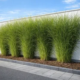 miskant-chinski-sarabande-tworzy-strzeliste-kepy-na-zywoplot-jest-idealny