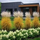 miskant-chinski-ghana-spektakularne-jesienne-przebarwienie-roslina-w-postaci-sadzonka-w-pojemniku-05-1l