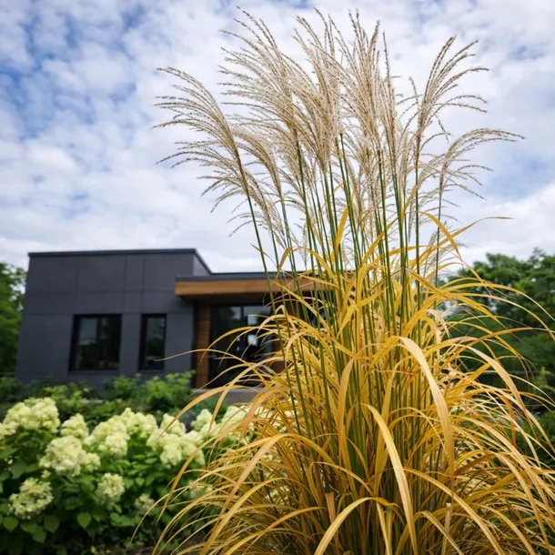 miskant-chinski-ghana-spektakularne-jesienne-przebarwienie-kod-producenta-polska