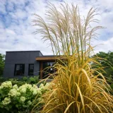 miskant-chinski-ghana-spektakularne-jesienne-przebarwienie-kod-producenta-polska