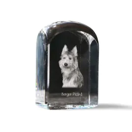 owczarek-pikardyjski-berger-picard-krysztalowa-kostka-ze-zdjeciem-zdjec