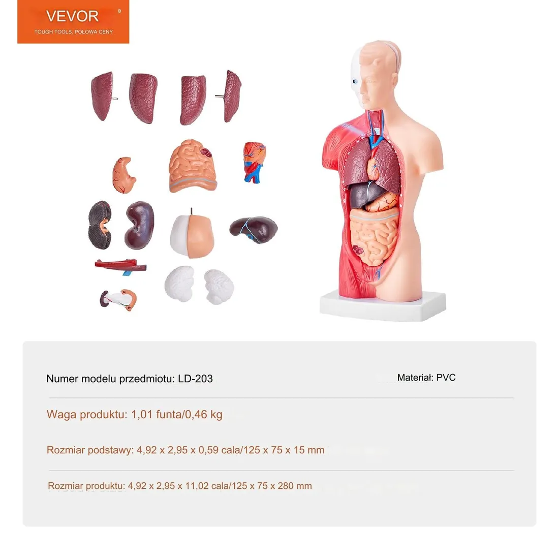 model-anatomiczny-tors-15-czesci-stan-nowy