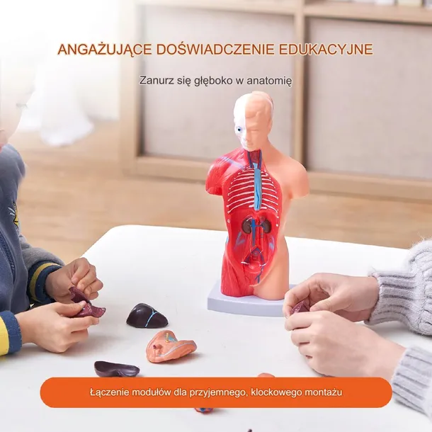 model-anatomiczny-tors-15-czesci-kod-producenta-5907021414876