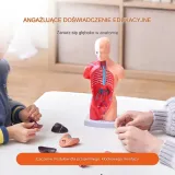 model-anatomiczny-tors-15-czesci-kod-producenta-5907021414876