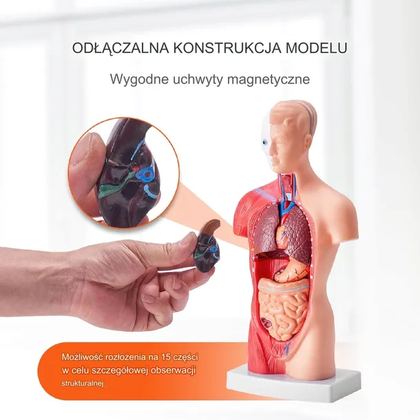 model-anatomiczny-tors-15-czesci-model-5907021414876