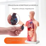model-anatomiczny-tors-15-czesci-model-5907021414876