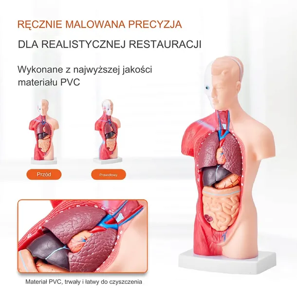 model-anatomiczny-tors-15-czesci-wyrob-medyczny-nie