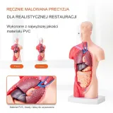 model-anatomiczny-tors-15-czesci-wyrob-medyczny-nie