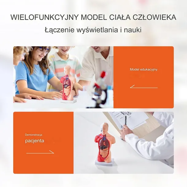 model-anatomiczny-tors-15-czesci-typ-wyrobu-medycznego-wyposazenie-wyrobu-medycznego-lub-produkt-niemajacy-przewidzianego-zastosowania-medycznego