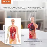 model-anatomiczny-tors-15-czesci-producent-wyrobu-medycznego-vevor