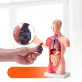 model-anatomiczny-tors-15-czesci-produkt-wprowadzony-do-obrotu-na-terenie-ue-przed-13-12-2024-tak