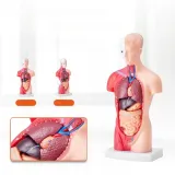 model-anatomiczny-tors-15-czesci-stan-nowy-kod-producenta-5907021414876