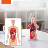 model-anatomiczny-tors-15-czesci-stan-nowy-wyrob-medyczny-nie