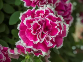 petunia-tumbelina-anna-surfinia-pelne-rozowe-kwiaty-na-balkony-i-tarasy-sad