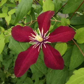 powojnik-niobe-wielkokwiatowy-1l