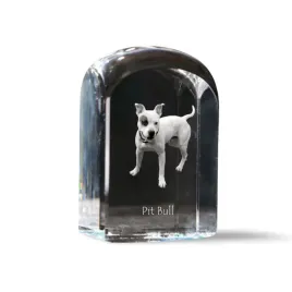 amerykanski-pitbulterier-pit-bull-american-pit-bull-terrier-pitbul-apbt