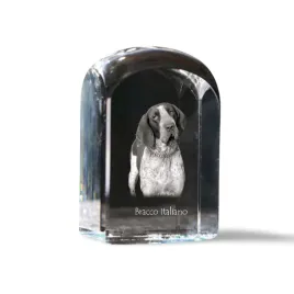 wyzel-wloski-krotkowlosy-italian-pointing-dog-krysztalowa-kostka-ze-zdje