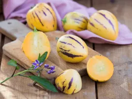 pepino-melonowe-copa-sadzonka-p9-owoce-w-fioletowe-paski