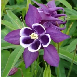 orlik-pospolity-aquilegia-vulgaris-winky-purple-white