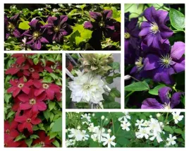 zestaw-5-szt-clematisy-w-poj-4l