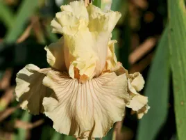 irys-kosaciec-just-crazy-pastelowe-kwiaty-klacze