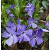 barwinek-pospolity-vinca-minor