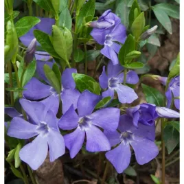 barwinek-pospolity-vinca-minor