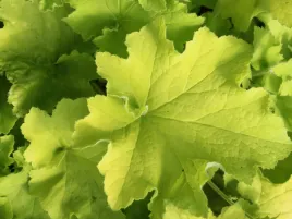 zurawka-guacamole-limonkowe-liscie-ozdobna-bylina-do-ogrodu-sadzonka-p9