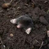 bros-sonic-odstrasza-krety-kod-producenta-5906142961191