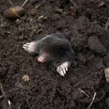 bros-sonic-odstrasza-krety-marka-bez-marki-stan-nowy