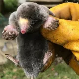 bros-sonic-odstrasza-krety-marka-bez-marki-stan-opakowania-oryginalne