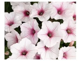 supertunia-vista-silverberry-sadzonka-p9-biale-kwiaty-z-rozowym-srodkiem