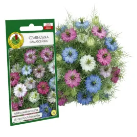 czarnuszka-damascenska-mieszana-2g-nasiona-piekne-kwiaty