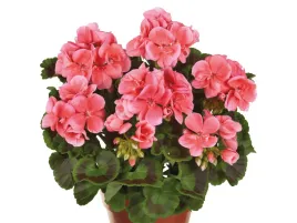 pelargonia-rabatowa-koralowe-kwiaty-trendix-salmon-sadzonka-p9-kwiaty-na-ba