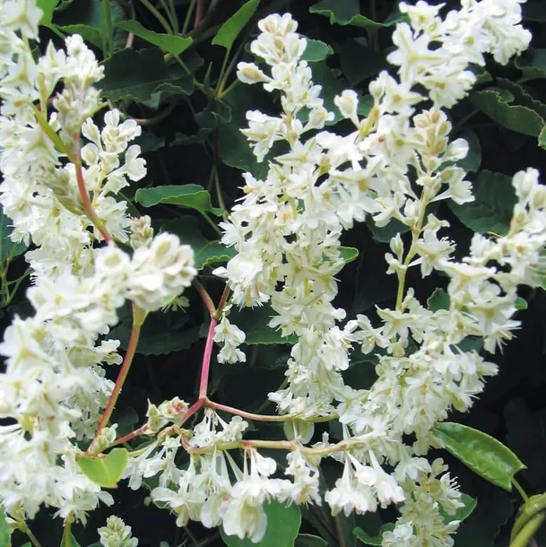 rdest-auberta-1l-producent-szkolka-pnaczy-marek-wedrowski