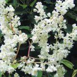 rdest-auberta-1l-producent-szkolka-pnaczy-marek-wedrowski