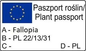 rdest-auberta-1l-styl-ogrod-srodziemnomorski-ogrod-wiejski-ogrod-skalny-ogrod-nowoczesny-ogrod-japonski-rodzaj-rosliny-inny