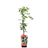 rdest-auberta-1l-styl-ogrod-srodziemnomorski-ogrod-wiejski-ogrod-skalny-ogrod-nowoczesny-ogrod-japonski-stan-nowy