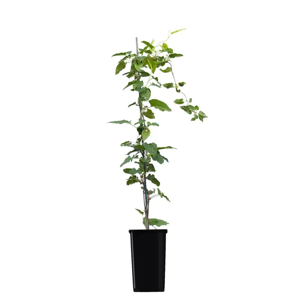 rdest-auberta-1l-styl-ogrod-srodziemnomorski-ogrod-wiejski-ogrod-skalny-ogrod-nowoczesny-ogrod-japonski-producent-szkolka-pnaczy-marek-wedrowski