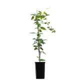 rdest-auberta-1l-styl-ogrod-srodziemnomorski-ogrod-wiejski-ogrod-skalny-ogrod-nowoczesny-ogrod-japonski-producent-szkolka-pnaczy-marek-wedrowski