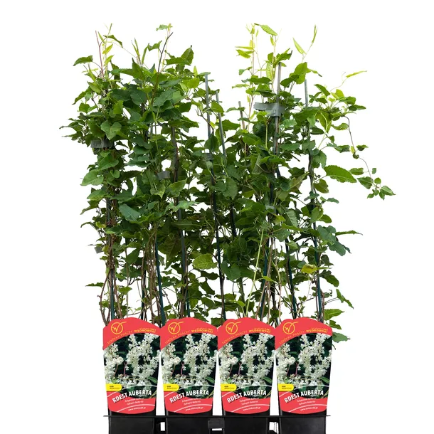 rdest-auberta-1l-styl-ogrod-srodziemnomorski-ogrod-wiejski-ogrod-skalny-ogrod-nowoczesny-ogrod-japonski-nazwa-lacinska-fallopia-aubertii