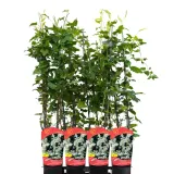 rdest-auberta-1l-styl-ogrod-srodziemnomorski-ogrod-wiejski-ogrod-skalny-ogrod-nowoczesny-ogrod-japonski-nazwa-lacinska-fallopia-aubertii