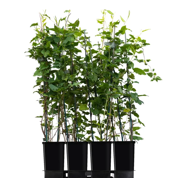 rdest-auberta-1l-rodzaj-rosliny-inny-styl-ogrod-srodziemnomorski-ogrod-wiejski-ogrod-skalny-ogrod-nowoczesny-ogrod-japonski