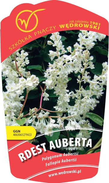 rdest-auberta-1l-rodzaj-rosliny-inny-stan-nowy