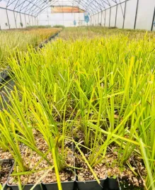 turzyca-sztywna-aurea-poj-p9c1