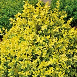 bukszpan-wieczniezielony-rotundifolia-aurea-1l