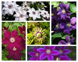 zestaw-3-szt-clematisy-w-poj-4l