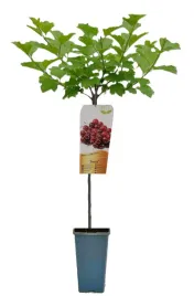 porzeczkoagrest-c2-roslina-szczepiona-na-pniu